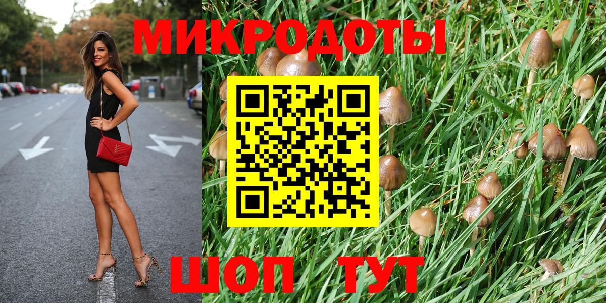 Псилоцибиновые грибы Psilocybe Звенигород